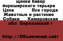 щенки бивер йоркширского терьера › Цена ­ 8 000 - Все города Животные и растения » Собаки   . Кемеровская обл.,Березовский г.